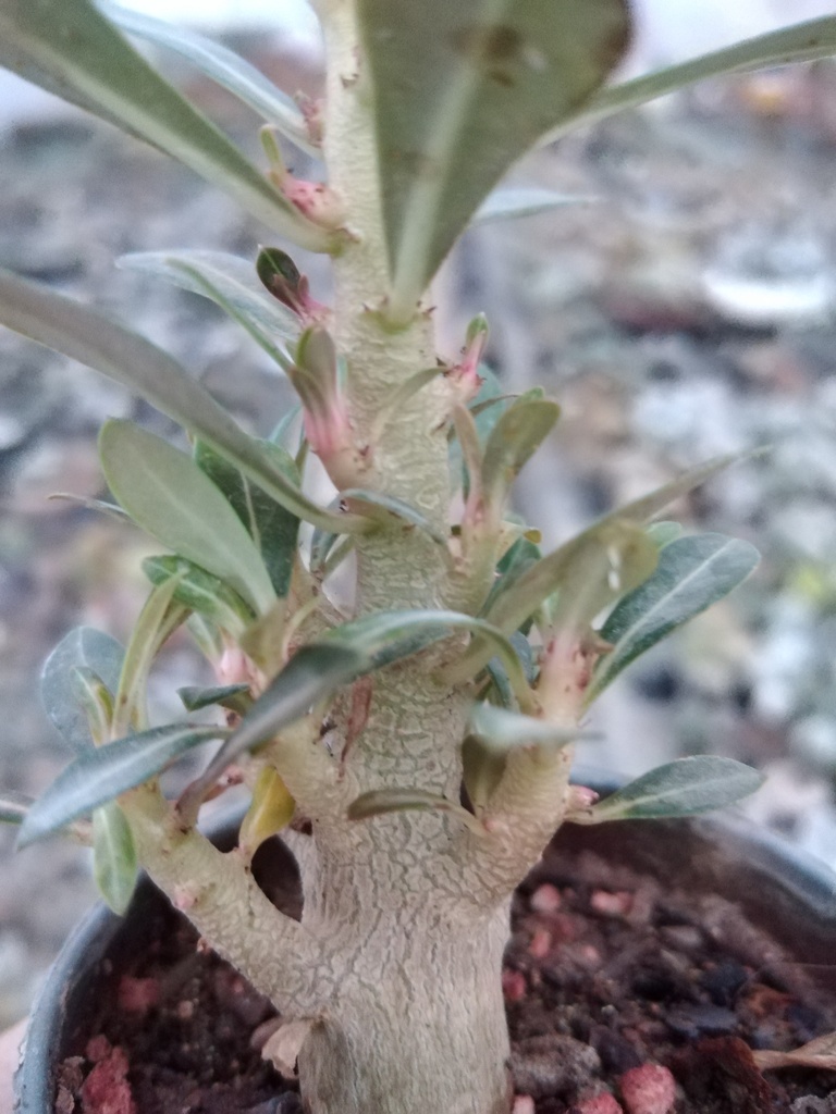 آدنیوم مینیاتور زیبای پرشاخه