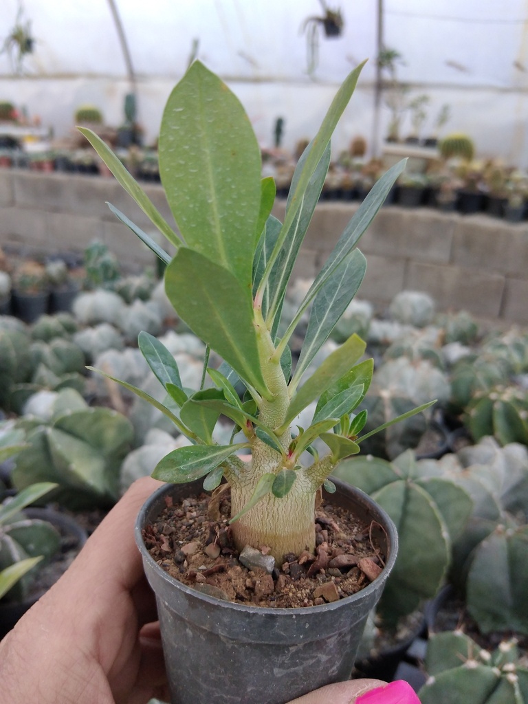 آدنیوم پرشاخه