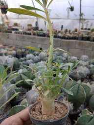 آدنیوم پرشاخه زیبا
