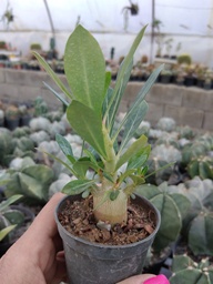 آدنیوم پرشاخه